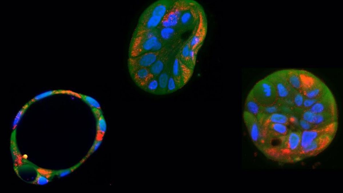 Editan y corrigen por primera vez el inaccesible ADN de las mitocondrias, que produce graves enfermedades raras