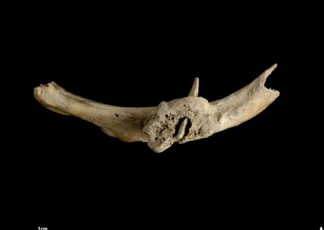 Hallan una flecha clavada en una costilla humana de hace más de 4.000 años en un sepulcro prehistórico de los Pirineos