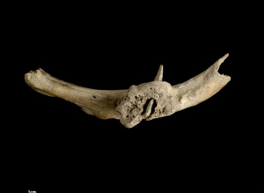 Hallan una flecha clavada en una costilla humana de hace más de 4.000 años en un sepulcro prehistórico de los Pirineos
