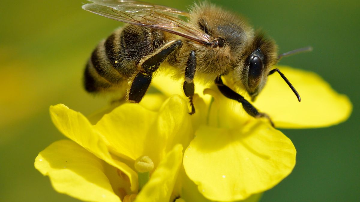 Movilización en Francia para frenar un insecticida mata abejas aprobado para «eliminar restricciones al agricultor»