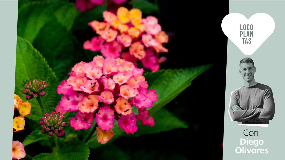 Siete plantas con flor para el balcón que resisten bien el calor del verano