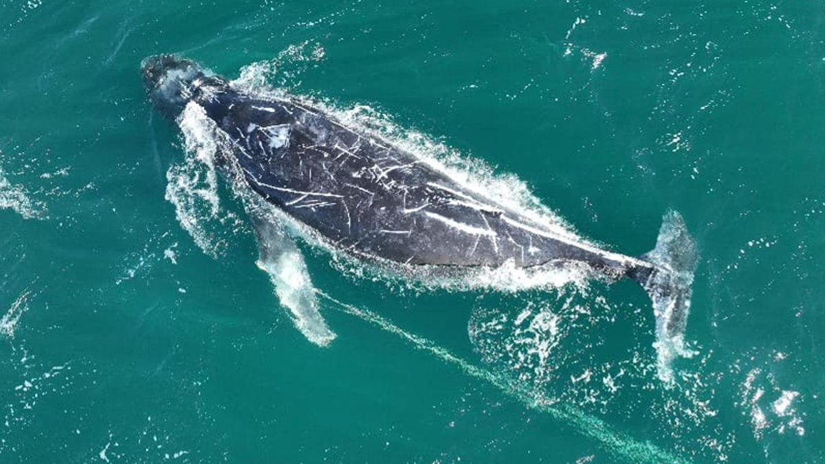 Un equipo científico documenta intentos de comunicación entre ballenas jorobadas y personas mediante burbujas