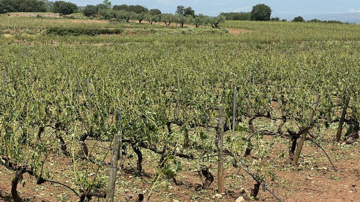 El mildiu se ceba con viñedo riojano y aventura una cosecha corta en Rioja: «Es descorazonador, no podemos con él»