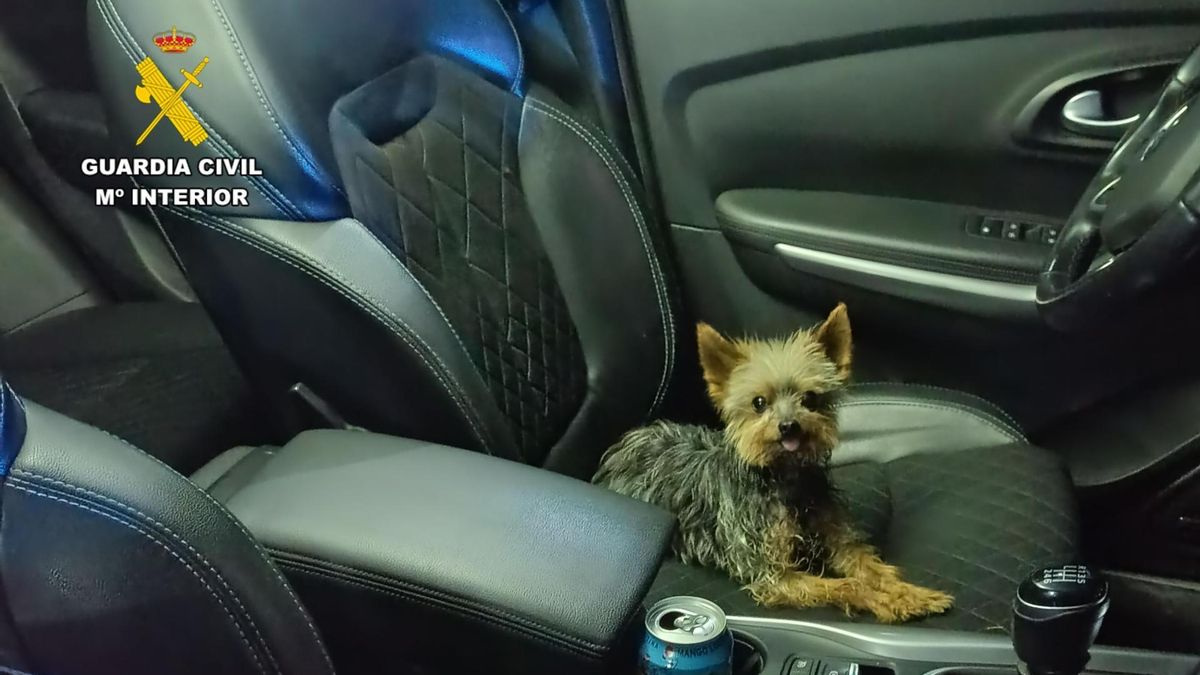 Lucas, el pequeño ‘yorkshire’ convertido en héroe: salva la vida de su dueño al alertar con sus ladridos a la Guardia Civil