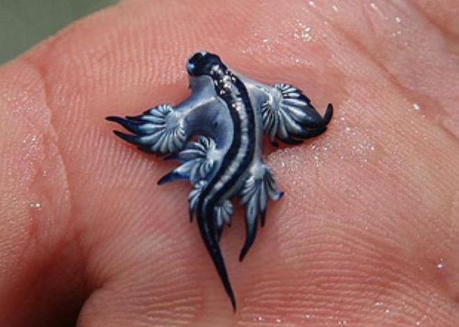 Hallado un ejemplar de ‘dragón azul’ en una playa de Valencia