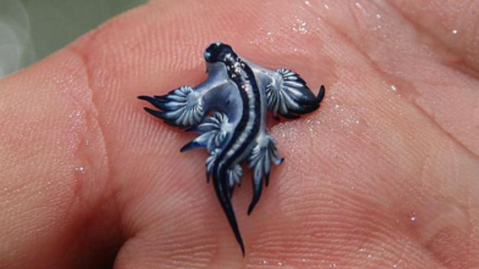 Hallado un ejemplar de ‘dragón azul’ en una playa de Valencia