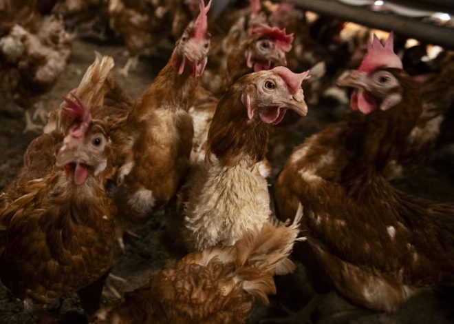El veterinario de la macrogranja de los horrores es también su gerente y pasa a ser investigado por el Colegio Profesional