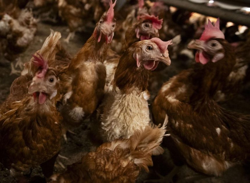 El veterinario de la macrogranja de los horrores es también su gerente y pasa a ser investigado por el Colegio Profesional