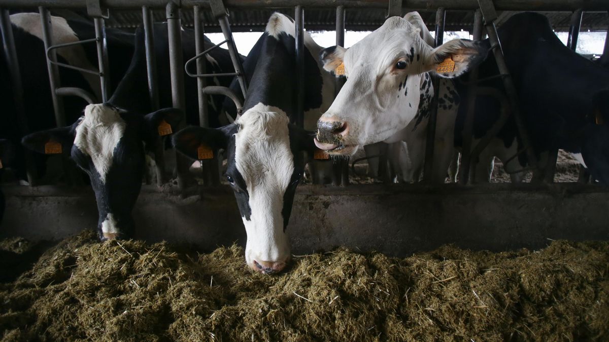 El ganadero de vacuno de leche, en vías de extinción en Cantabria: desaparecen el 30% de los productores en seis años
