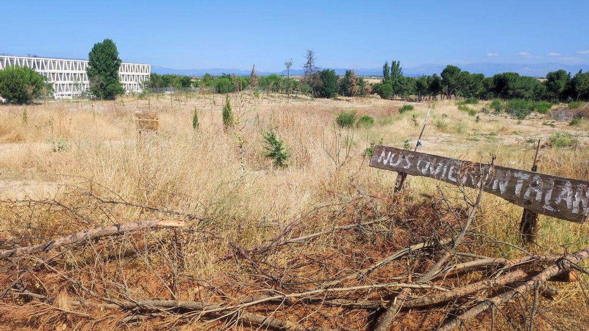 Trasplantar árboles, la alternativa de Almeida a las talas que no convence a los expertos: «Mueren cuatro de cada cinco»