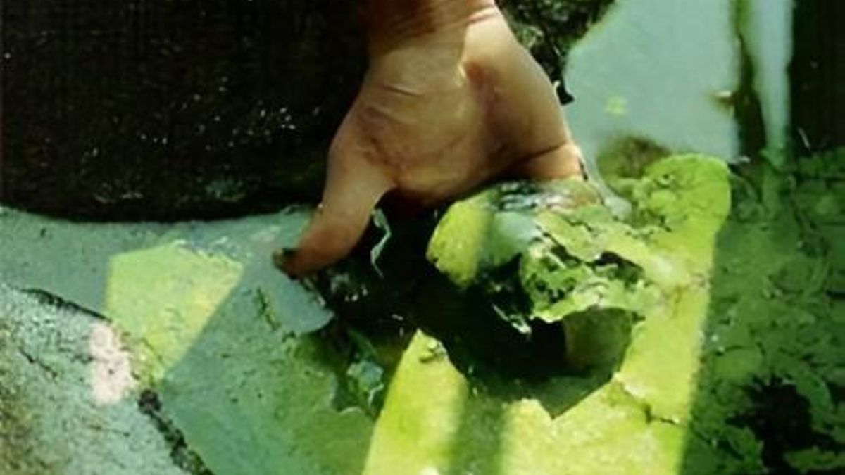 Sondas y satélites para tener a raya en las lagunas de Doñana a un «organismo primitivo» que devora los ecosistemas