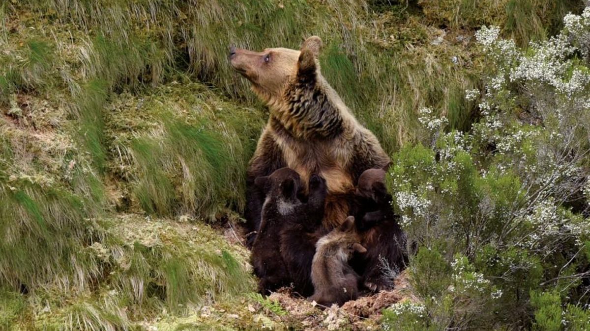 Guillermo Palomero: «Cuando los políticos dejen de pelear, habrá que cuestionarse por qué no hacemos más prevención de incendios»