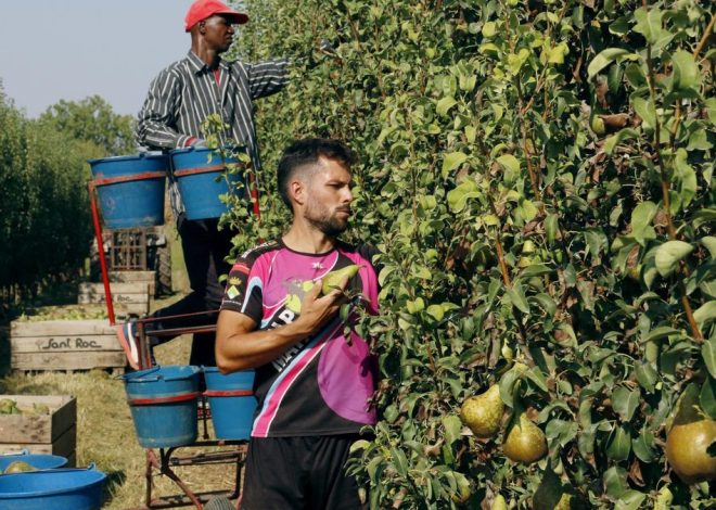 Los Comuns y la CUP reclaman más inspecciones tras la muerte de un jornalero en Lleida en plena ola de calor