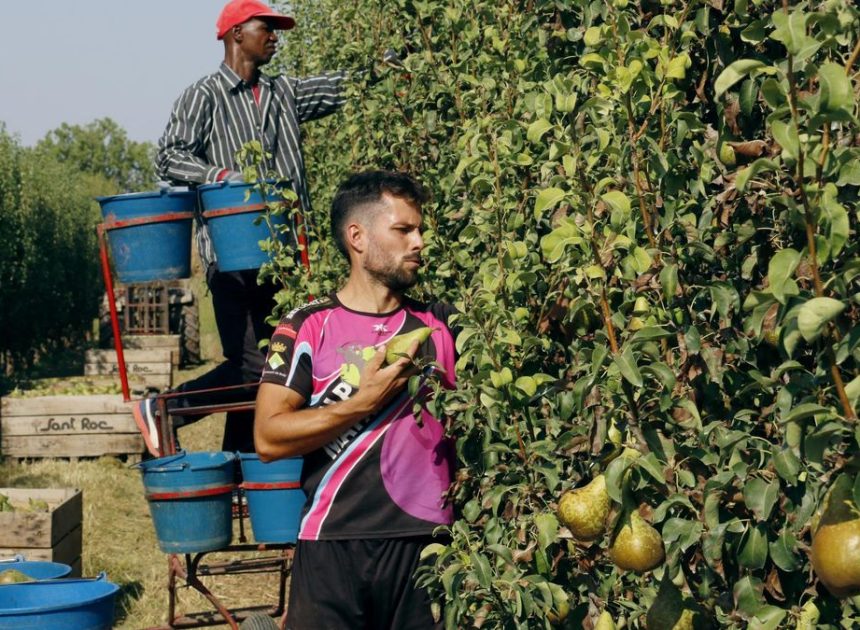 Los Comuns y la CUP reclaman más inspecciones tras la muerte de un jornalero en Lleida en plena ola de calor