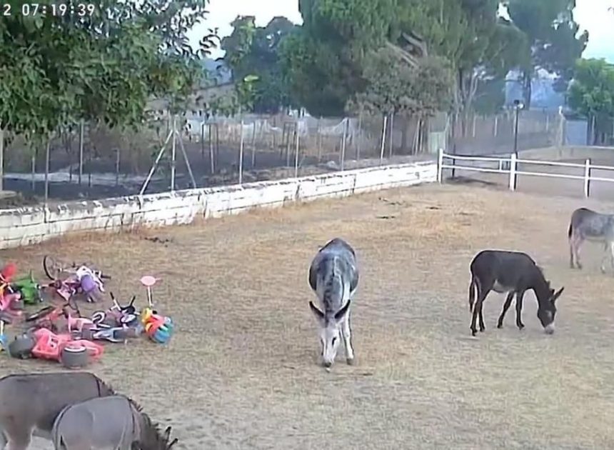 Burrolandia evita la tragedia ante el incendio de Tres Cantos gracias a las cámaras y a unos animales «muy listos»
