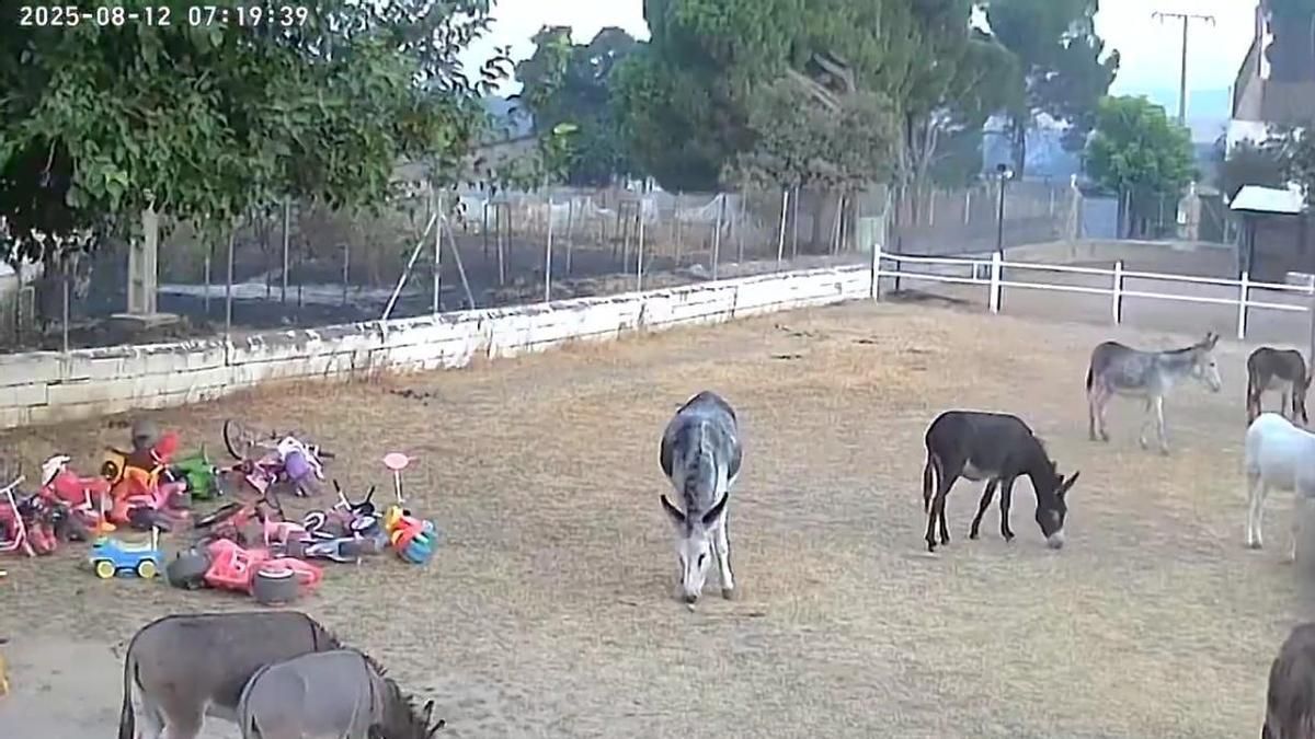 Burrolandia evita la tragedia ante el incendio de Tres Cantos gracias a las cámaras y a unos animales «muy listos»