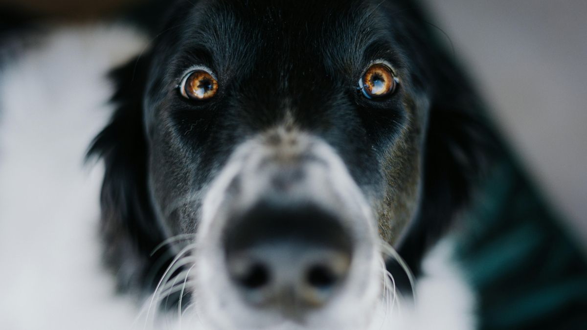 Miles de perros prueban ya la primera pastilla para alargar la vida: “Podrían ganar el equivalente a 24 años humanos”