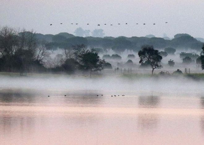 El Gobierno publica los requisitos de las ayudas para que los regantes de Doñana sustituyan cultivos por el uso forestal