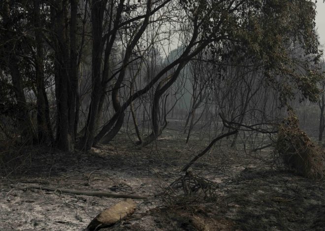Detenido un hombre por el incendio de Ourense en el que hubo tres brigadistas heridos: se le acusa de imprudencia