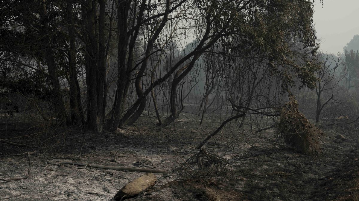 Detenido un hombre por el incendio de Ourense en el que hubo tres brigadistas heridos: se le acusa de imprudencia