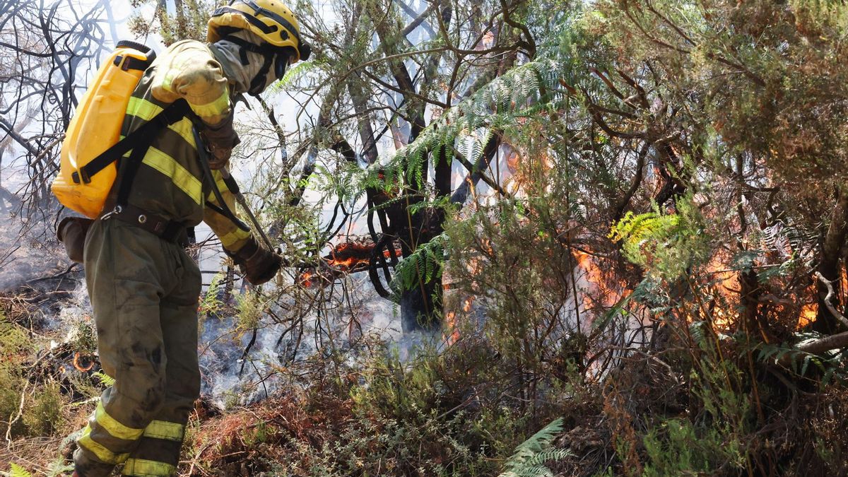 Castilla y León sigue luchando contra el fuego este viernes: nueve incendios de máximo nivel en León, Salamanca y Zamora