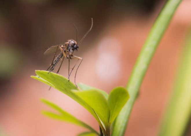 Repelentes de mosquitos: cómo elegir el más efectivo en cada caso, según un farmacéutico