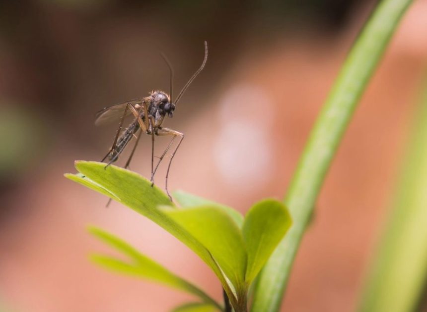 Repelentes de mosquitos: cómo elegir el más efectivo en cada caso, según un farmacéutico