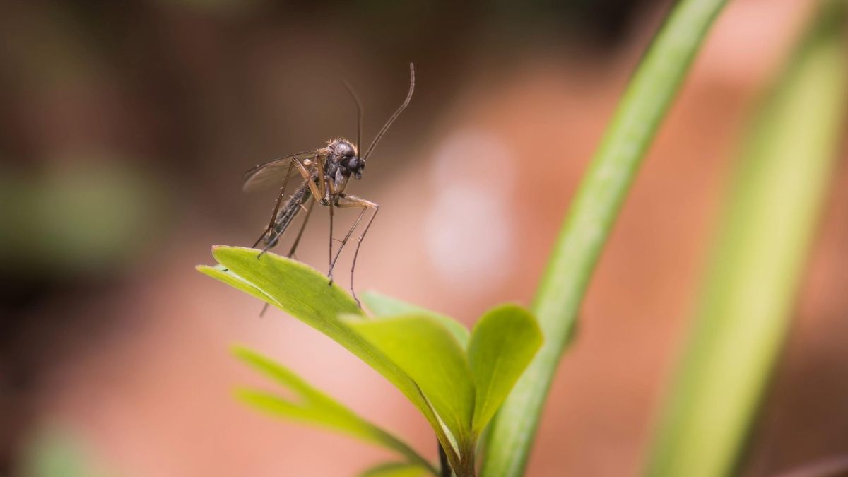 Repelentes de mosquitos: cómo elegir el más efectivo en cada caso, según un farmacéutico