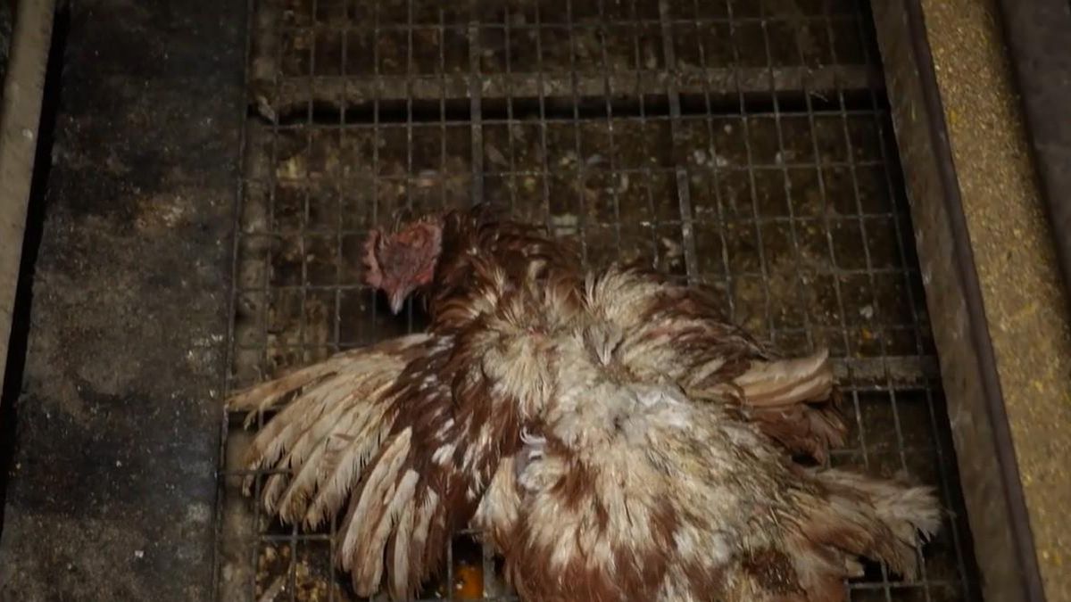 La ‘macrogranja de los horrores’ investigada por maltrato sigue vendiendo sus huevos con sello de bienestar animal