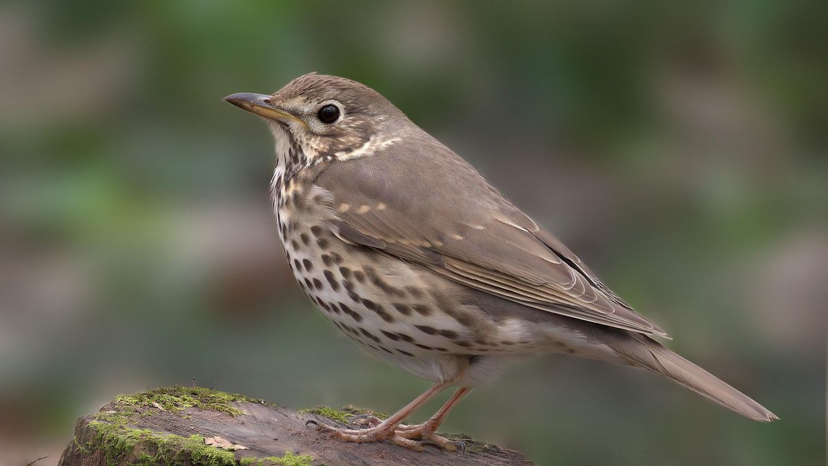 Las luces de las ciudades están alterando los hábitos de canto de las aves y prolongando su actividad diaria hasta una hora
