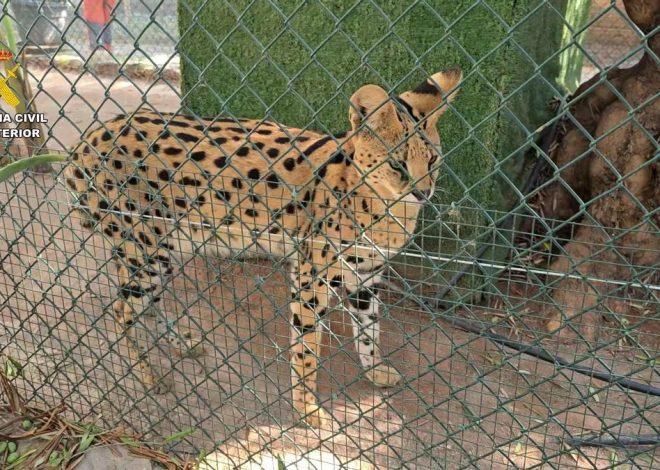La Guardia Civil desmantela en Castellón un zoo privado clandestino con 150 animales exóticos