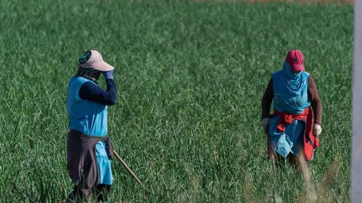 Muere en un accidente laboral una temporera marroquí de Jumilla aplastada por una carretilla