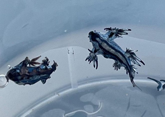 ¿Qué son los dragones azules que obligan a cerrar playas en verano?