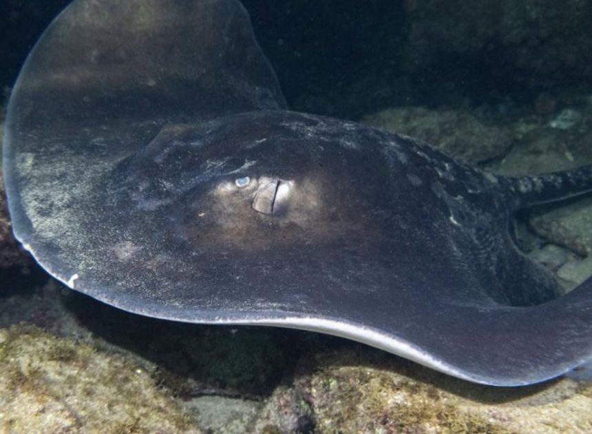 Tejer redes para proteger a las rayas y los tiburones de Canarias: »Lo que tenemos aquí es maravilloso»