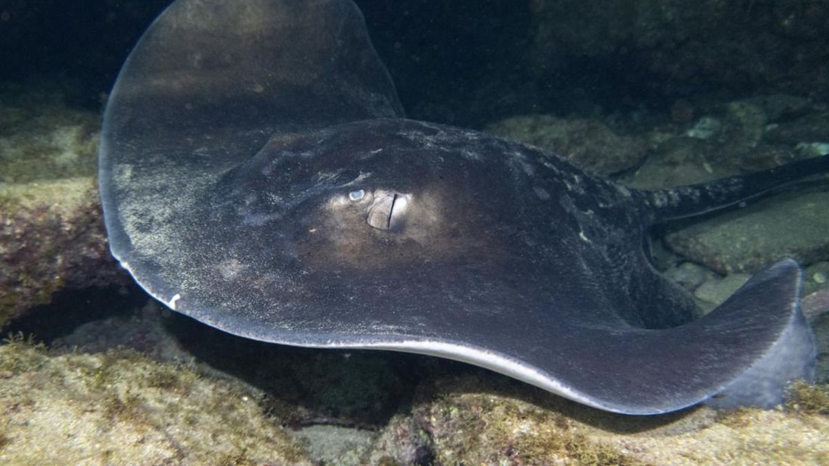 Tejer redes para proteger a las rayas y los tiburones de Canarias: »Lo que tenemos aquí es maravilloso»