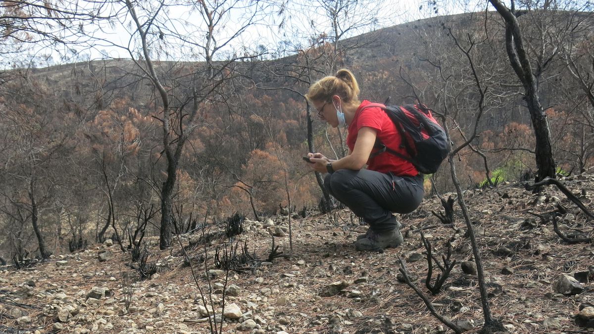 ¿Puede la vegetación recuperarse por sí sola después de un gran incendio?