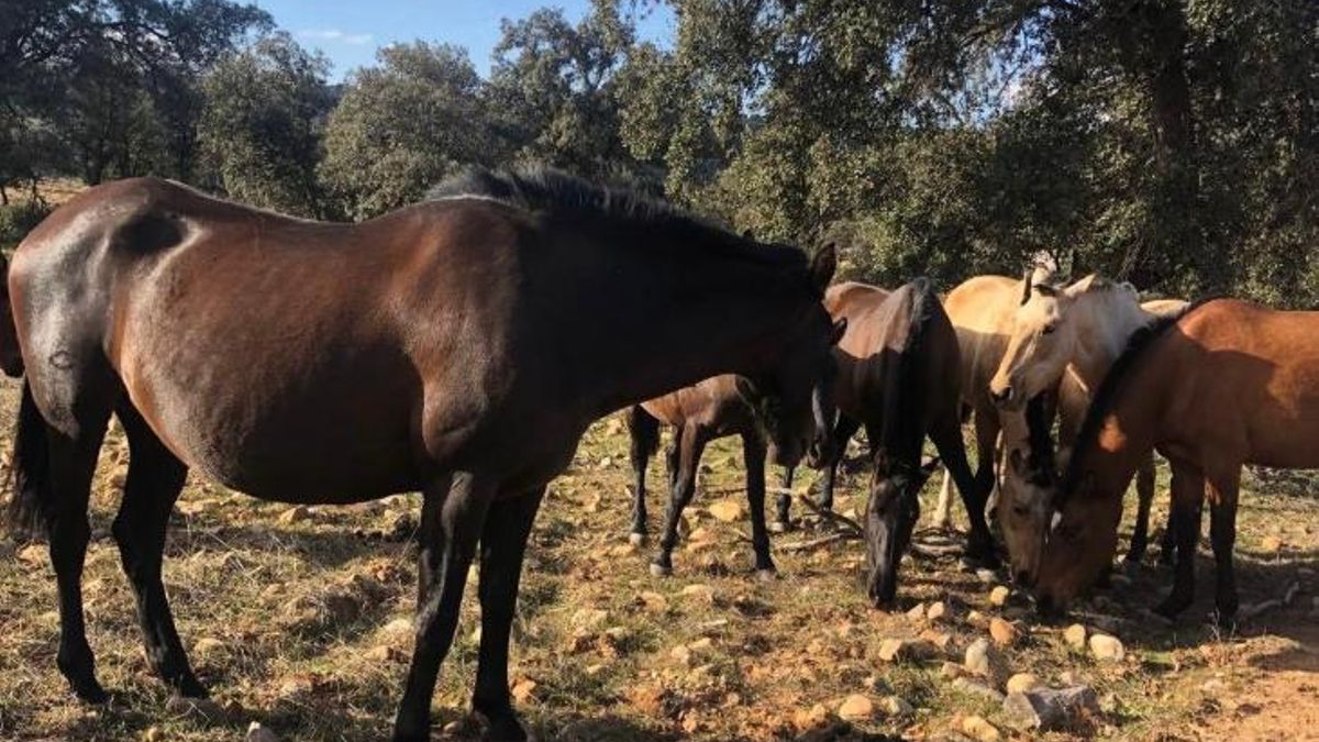 Un complejo rural de Toledo se ofrece a acoger animales afectados por la ola de incendios: «Era lo mínimo»