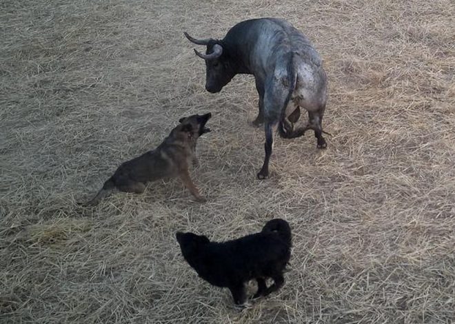Denuncian vulneración de la ley de bienestar animal en el encierro taurino de Fontanar: «Usaron perros contra el toro»