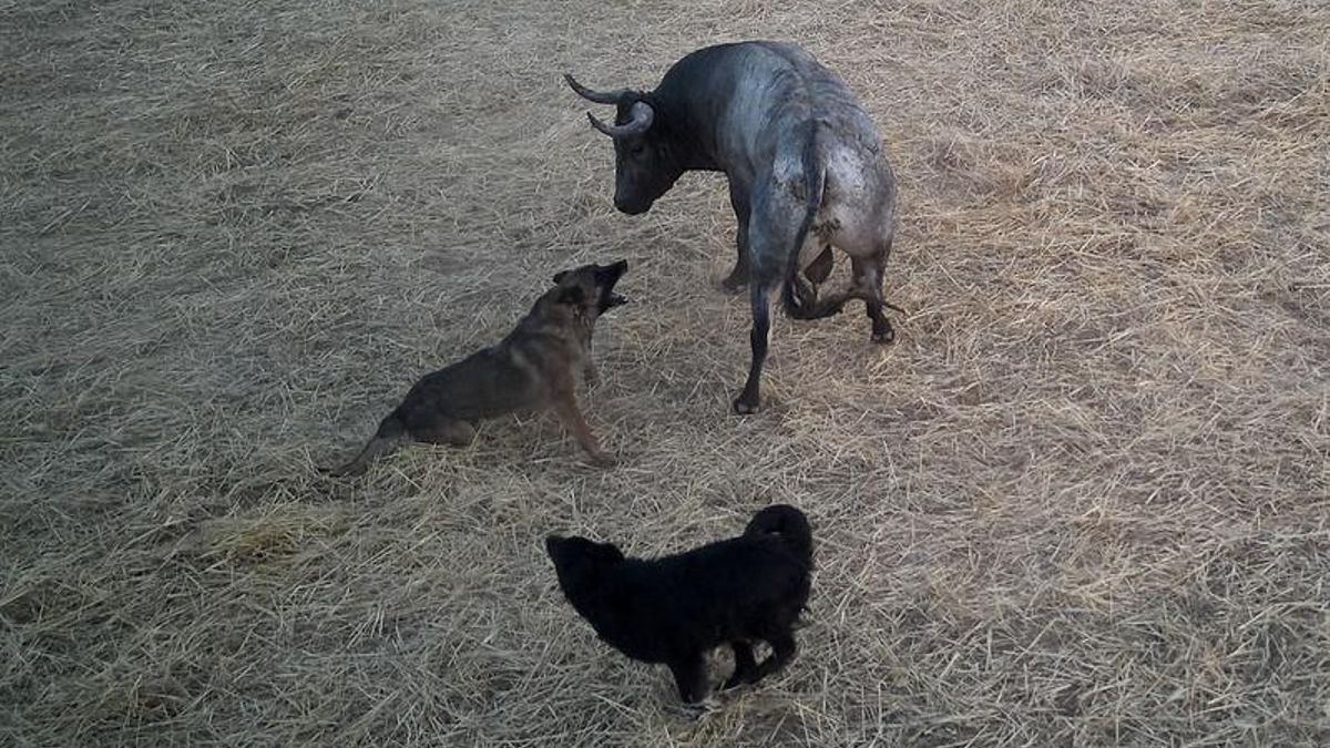 Denuncian vulneración de la ley de bienestar animal en el encierro taurino de Fontanar: «Usaron perros contra el toro»