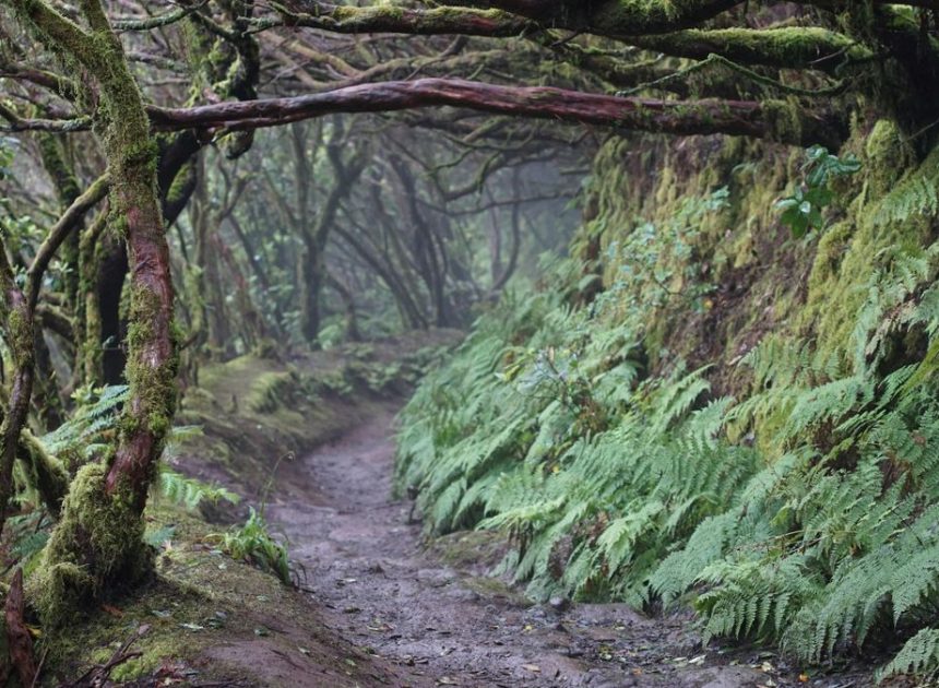 Anaga en un día: niebla, laurisilva y arena negra en el bosque milenario de Tenerife