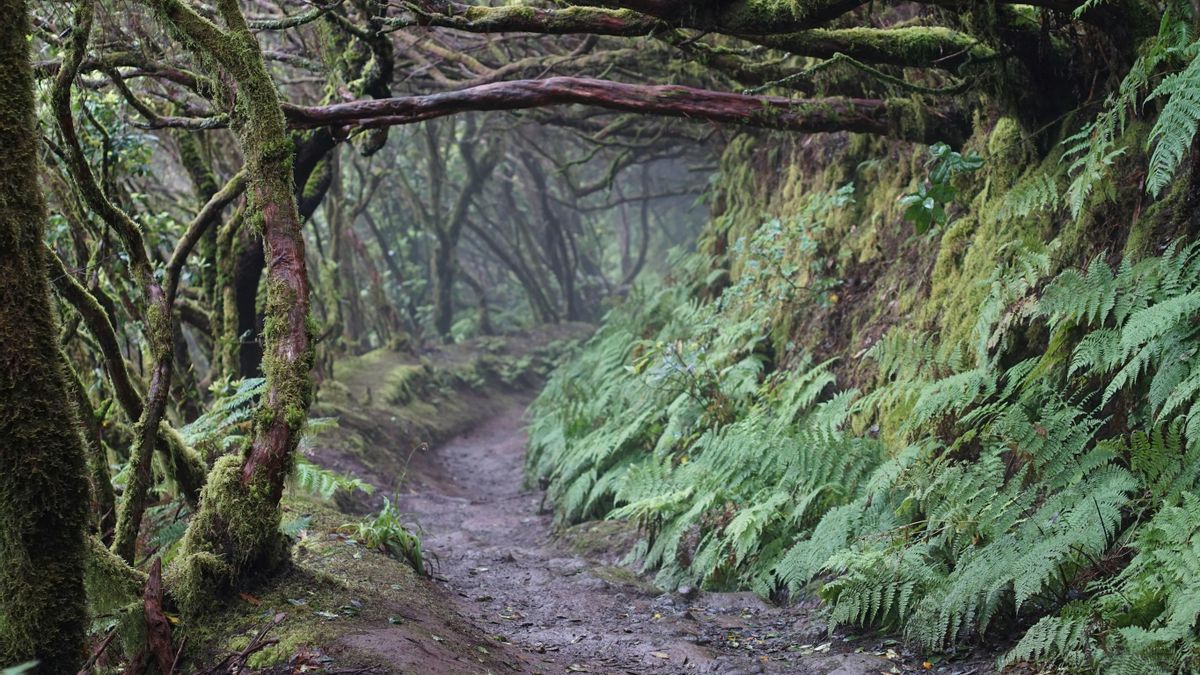 Anaga en un día: niebla, laurisilva y arena negra en el bosque milenario de Tenerife