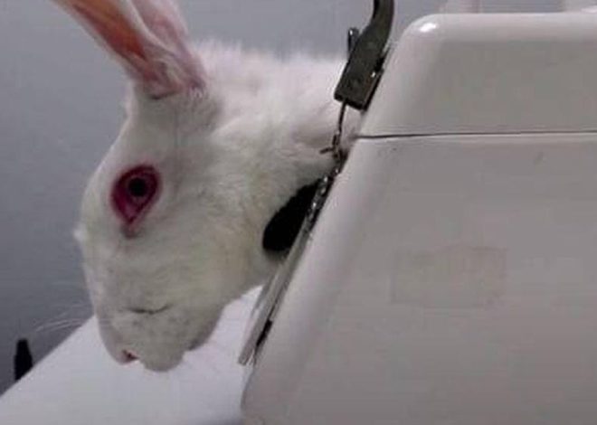 Crueldad bajo el fregadero: la industria de productos de limpieza domésticos sigue alimentando la experimentación animal