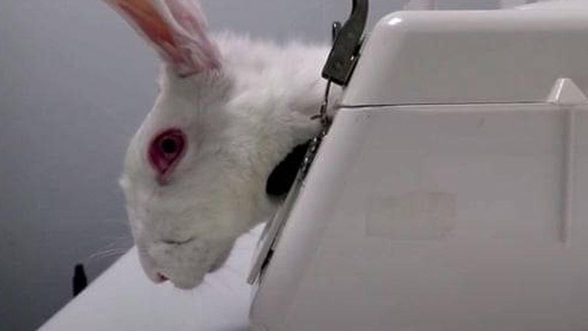 Crueldad bajo el fregadero: la industria de productos de limpieza domésticos sigue alimentando la experimentación animal