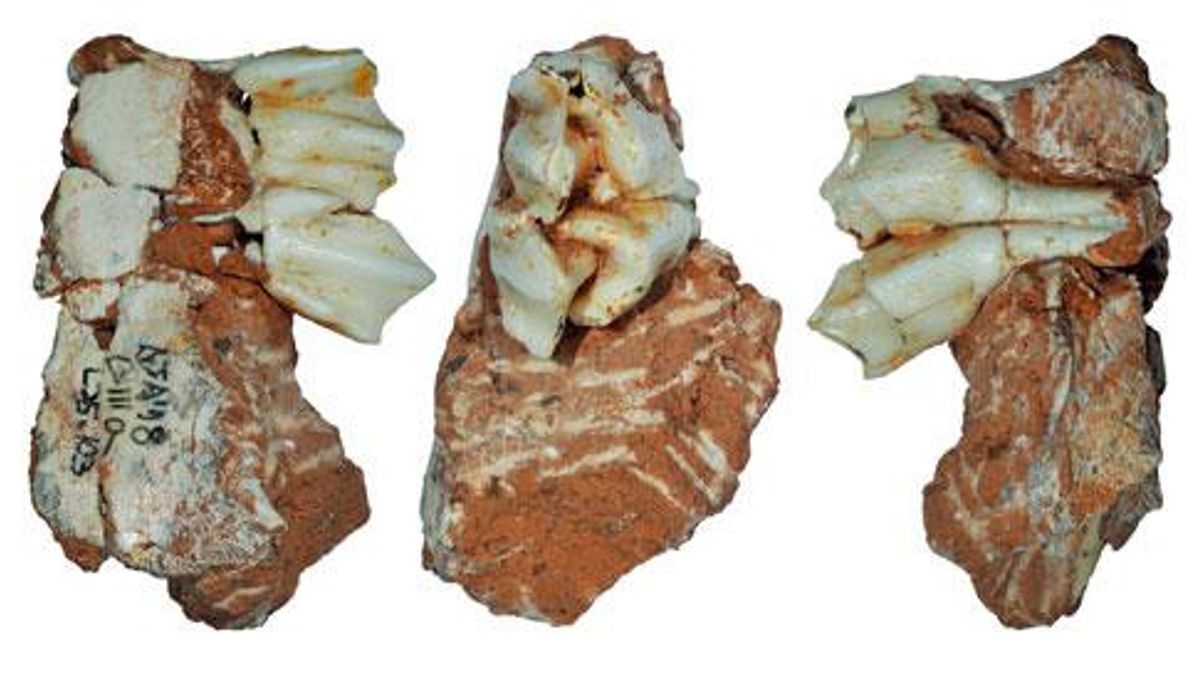 Un diente fósil de una cría de reno: hallan en Atapuerca la evidencia más antigua de fauna glacial en la península ibérica