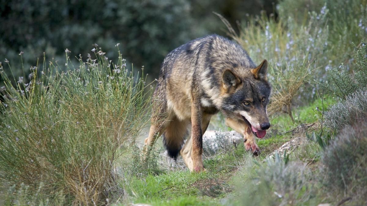 El PP no suelta la presa del lobo y le hace un hueco en su declaración centrada en inmigración e igualdad