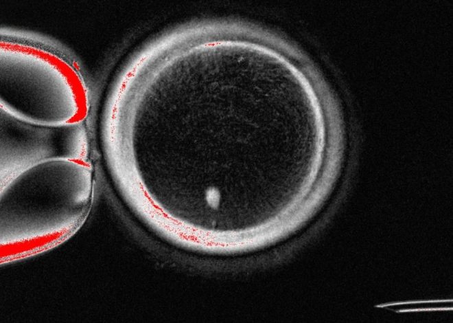 Consiguen por primera vez generar óvulos humanos potencialmente fecundables a partir de células de la piel