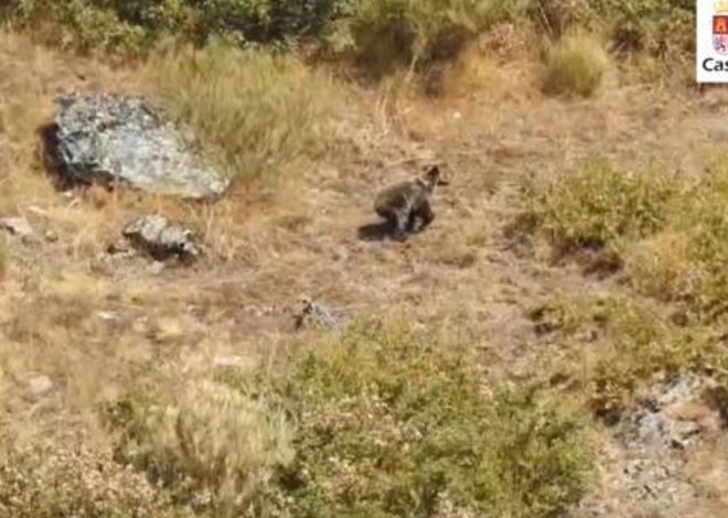 El oso que sobrevivió a dos incendios en León: localizan y graban a Barniedo aparentemente ileso