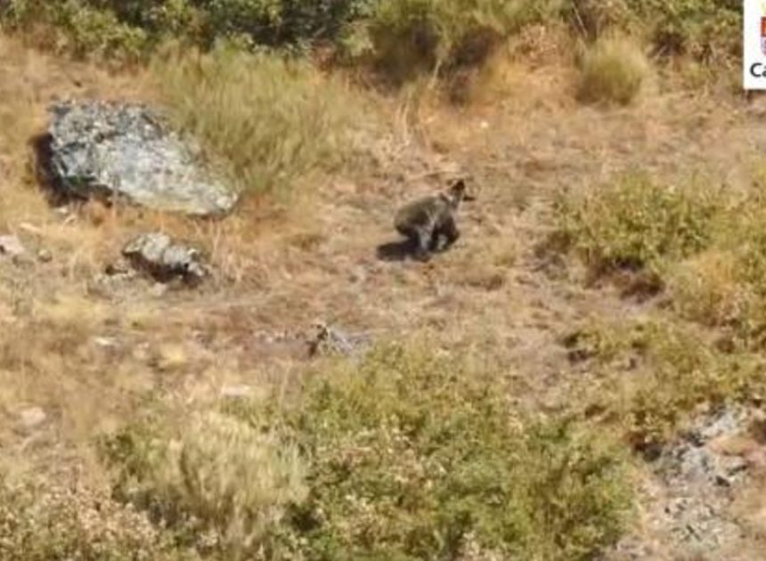 El oso que sobrevivió a dos incendios en León: localizan y graban a Barniedo aparentemente ileso