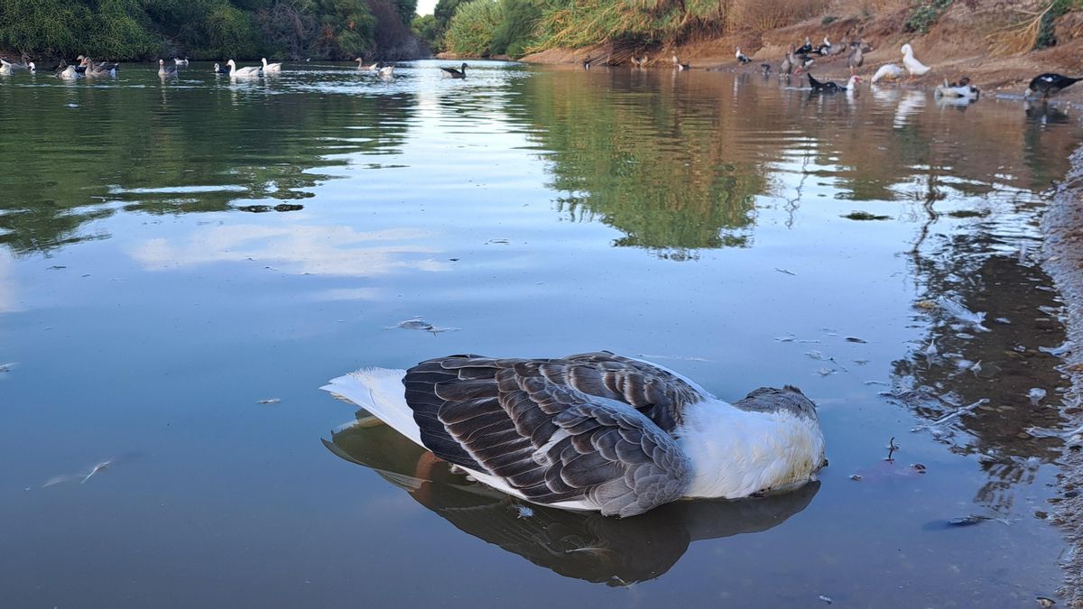Andalucía espera más focos de gripe aviar, mira de reojo a Doñana y cruza los dedos para que su impacto se mantenga bajo
