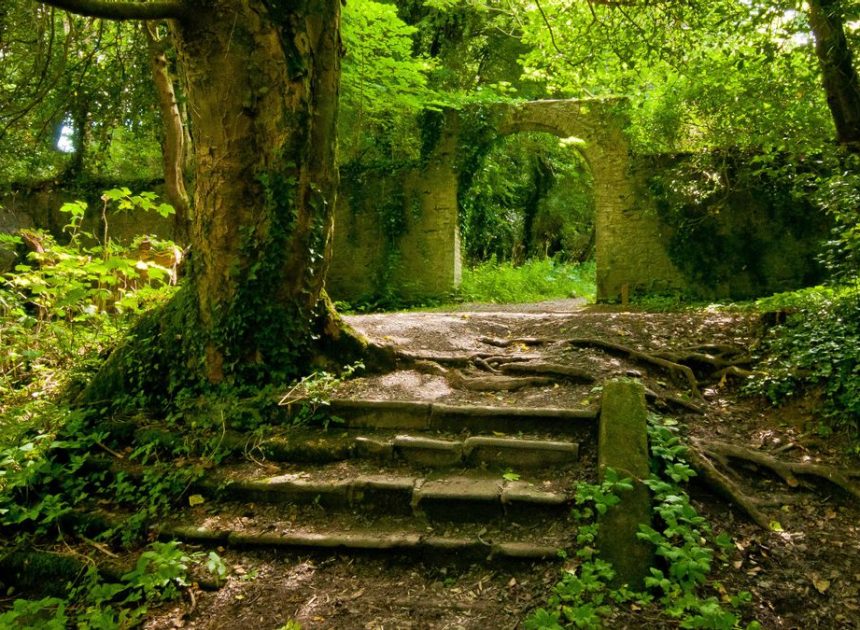 Los 5 bosques más mágicos de Irlanda del Norte para aprovechar el otoño